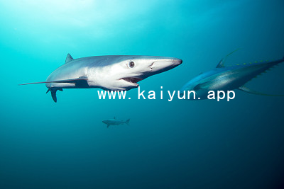 www.kaiyun.appwww.kaiyun.app版本