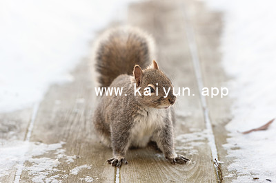 www.kaiyun.appwww.kaiyun.app哪个好