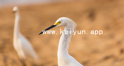 www.kaiyun.appwww.kaiyun.app最新地址